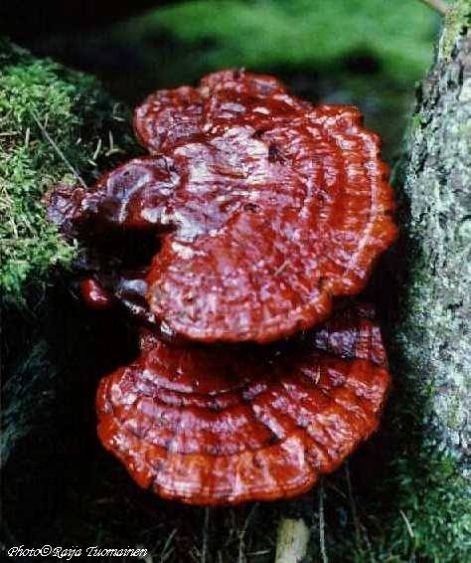 ganoderma_lucidum_r047_n29_pecsetviasz_gomba.jpg